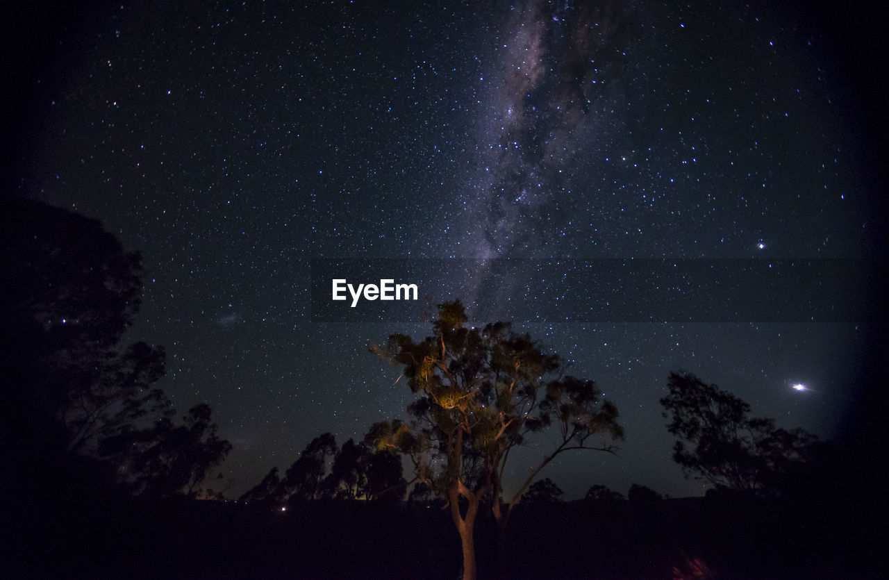 Low angle view of trees against sky at night