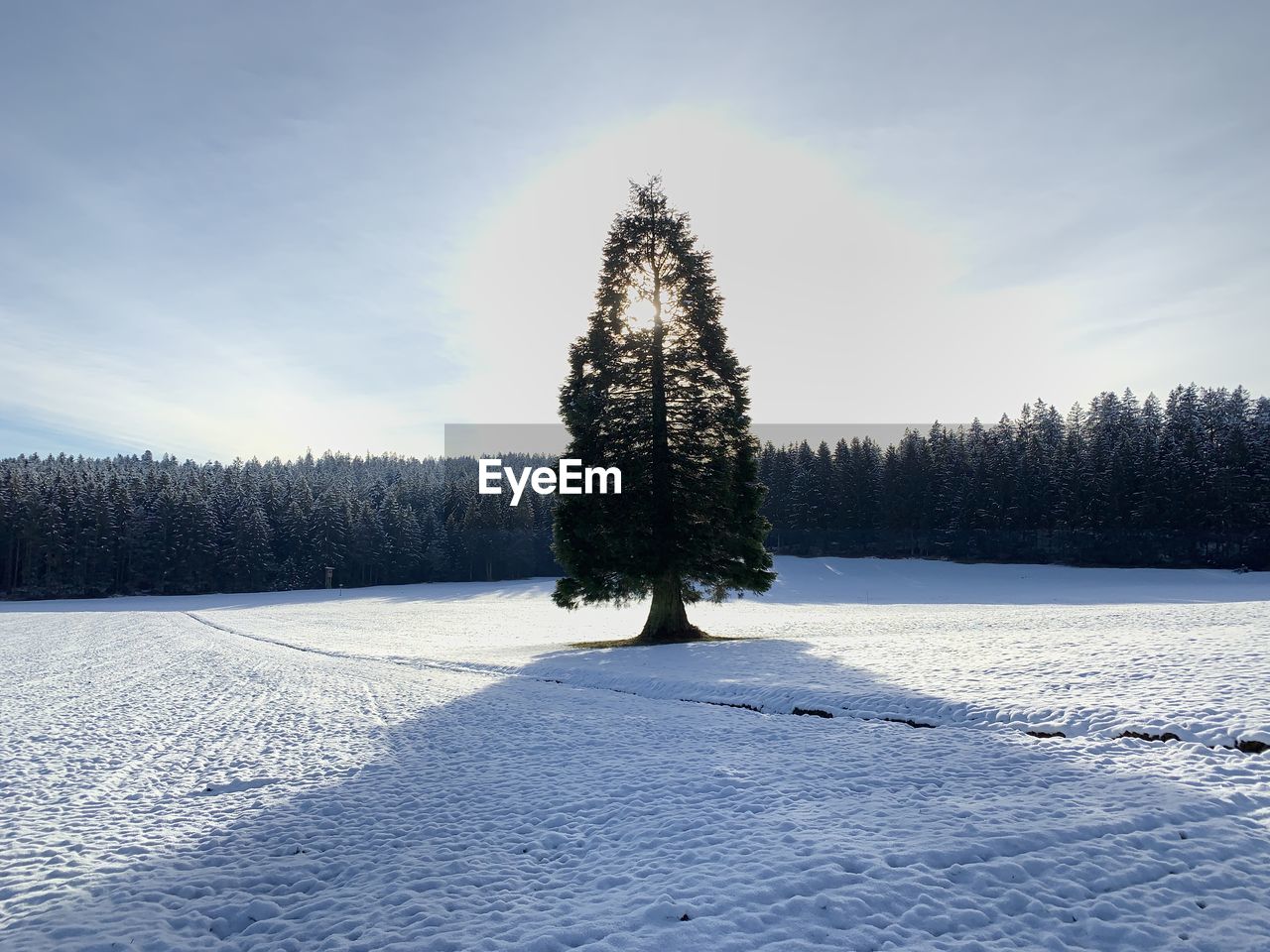 Trees on snow covered field against sky