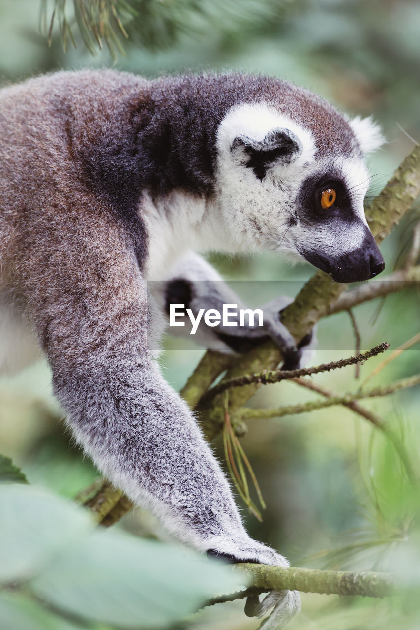 Close-up of a lemur on tree