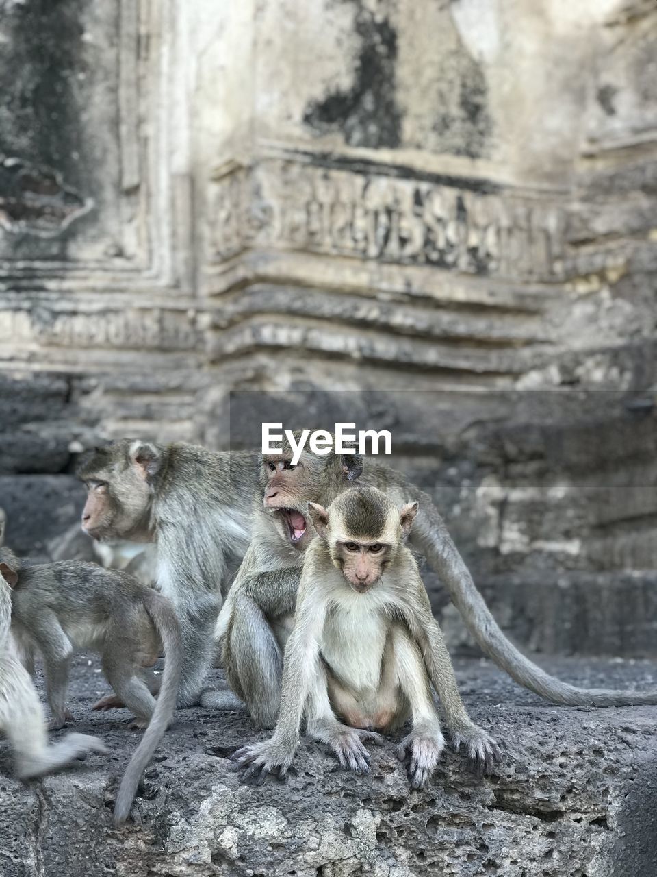 Monkeys sitting in a temple
