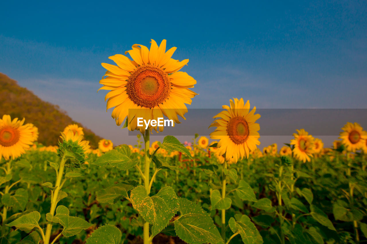 Close-up of sunflower on field against sky