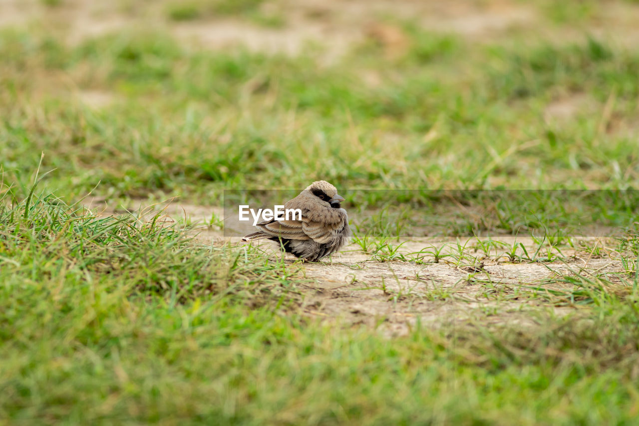 BIRD PERCHING ON A LAND