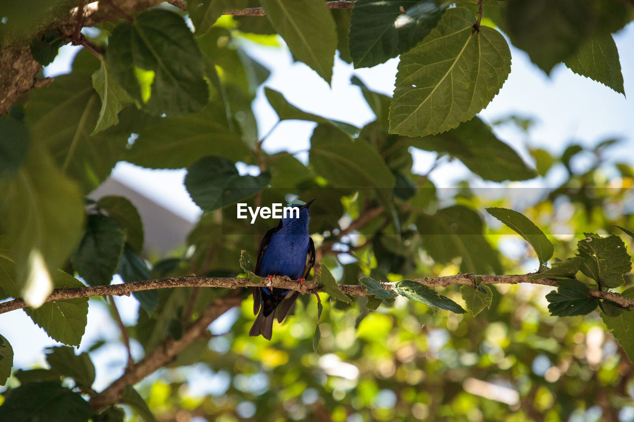 BIRD PERCHING ON BRANCH