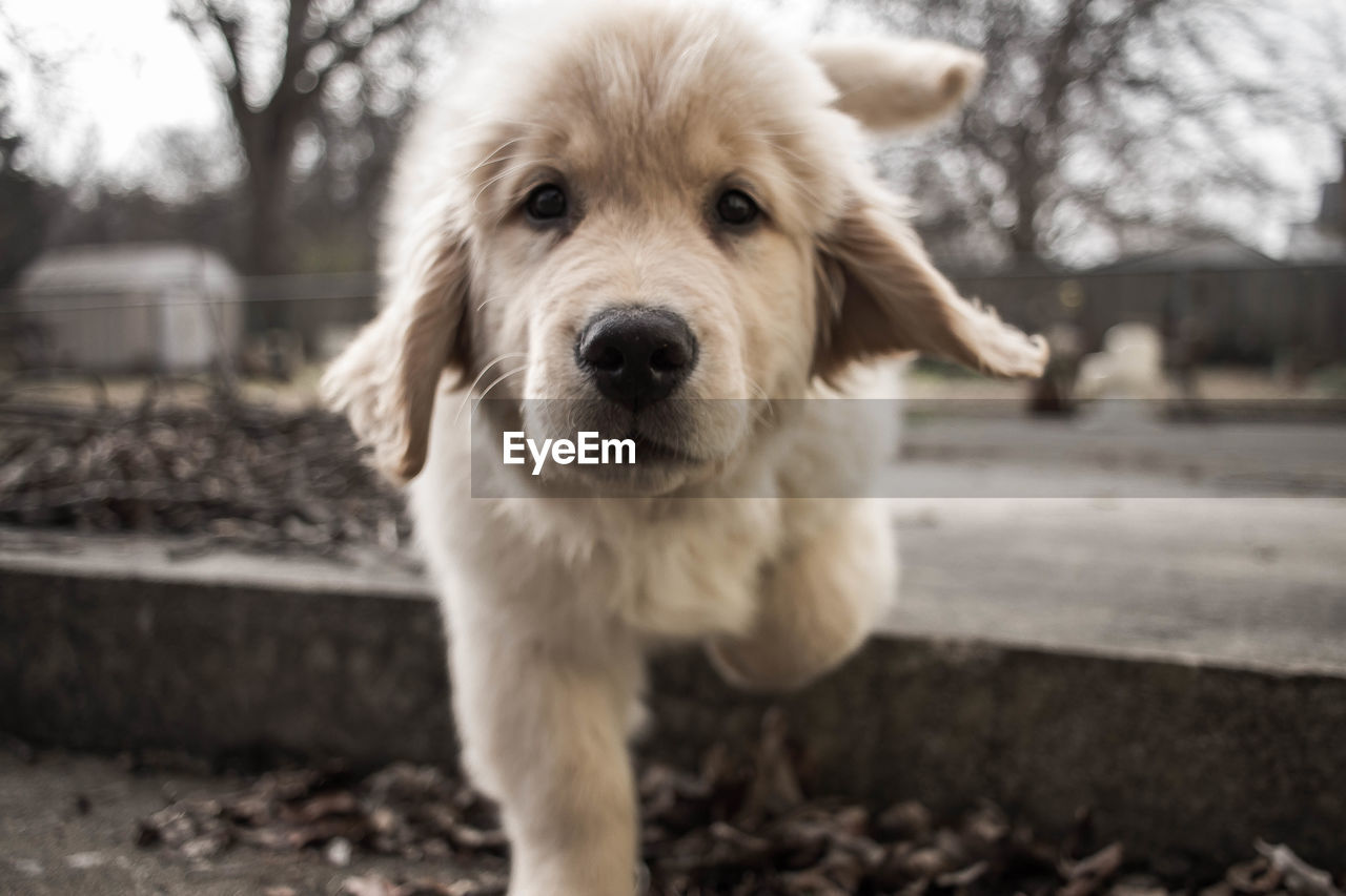 Close-up portrait of dog