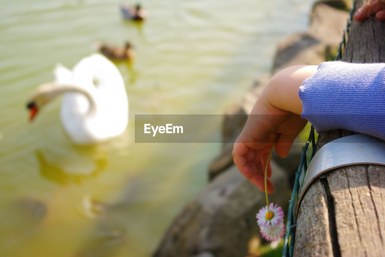 LOW SECTION OF MAN WITH SWAN IN WATER