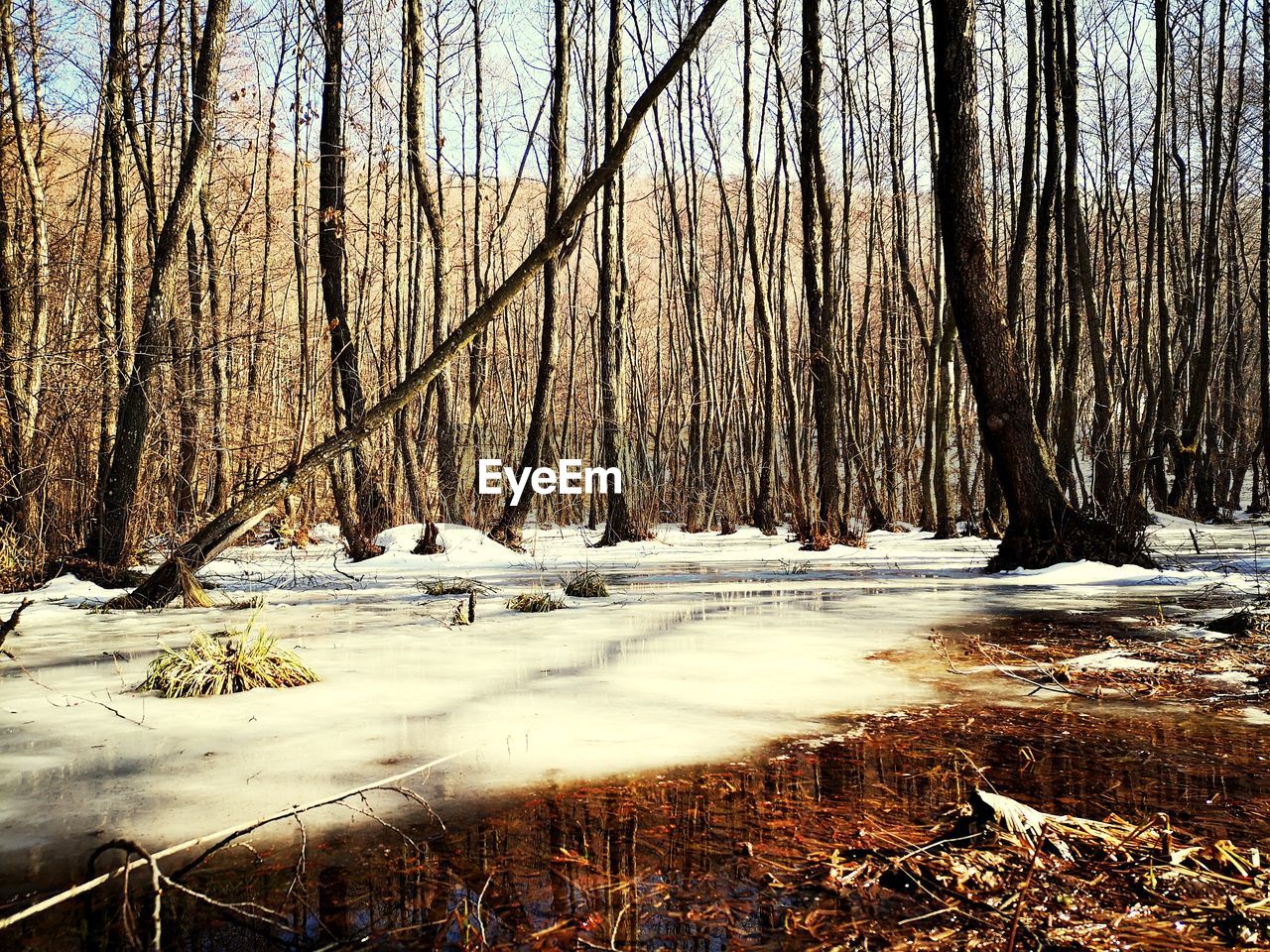 BARE TREES ON SNOW COVERED LAND