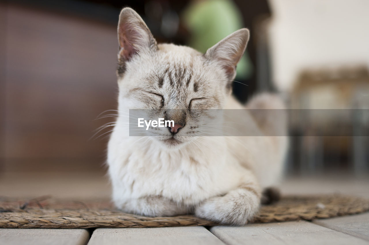 Cat resting indoors