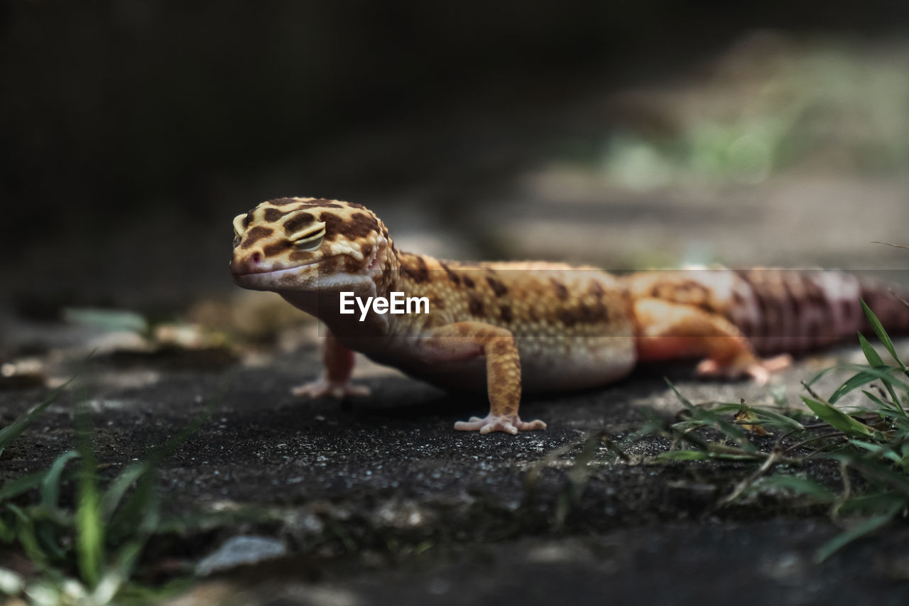 CLOSE-UP OF TORTOISE ON LAND