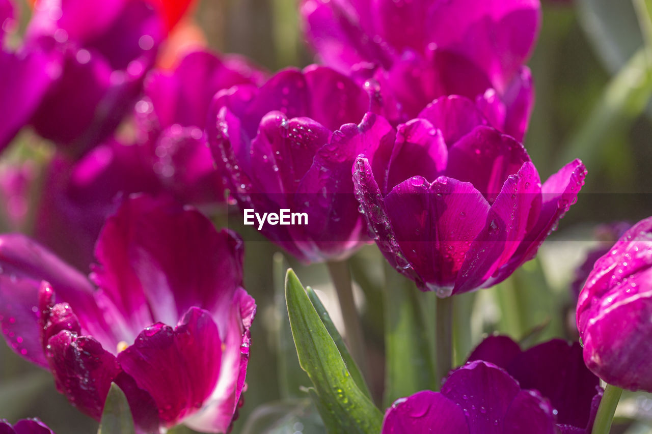 CLOSE-UP OF PINK WATER DROPS ON PURPLE FLOWER