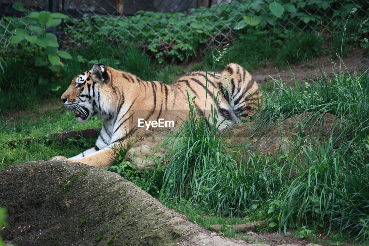 Tiger relaxing on field at zoo