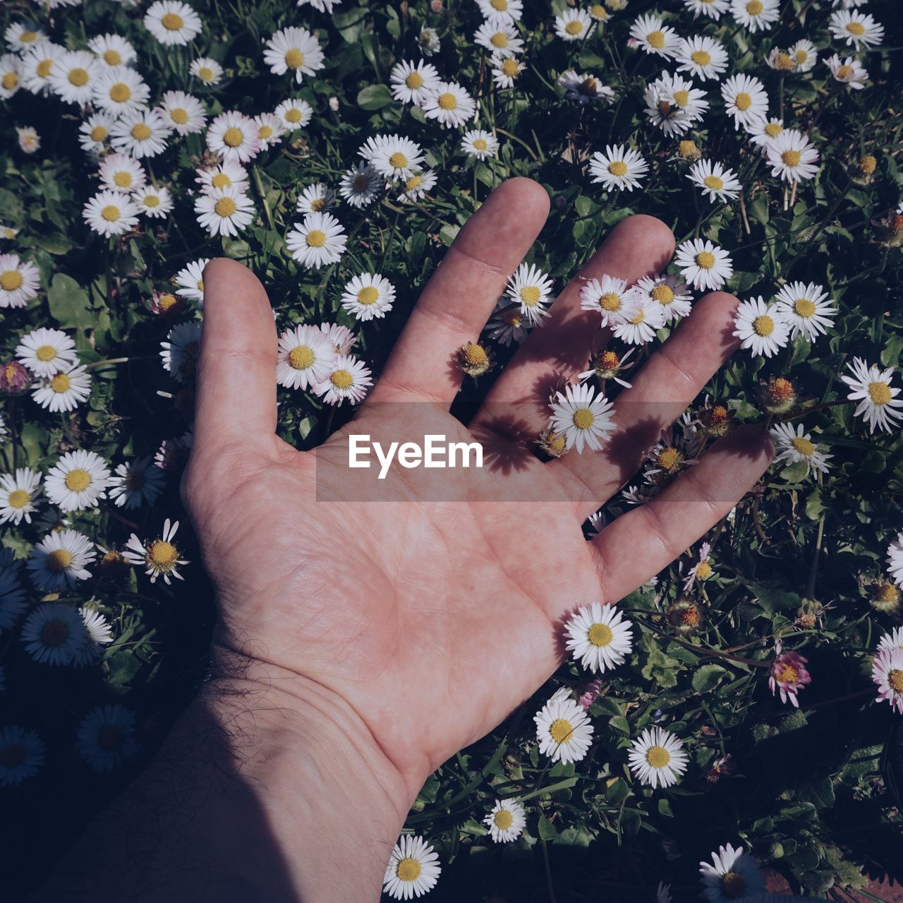 Cropped hand of man amidst flowering plants outdoors