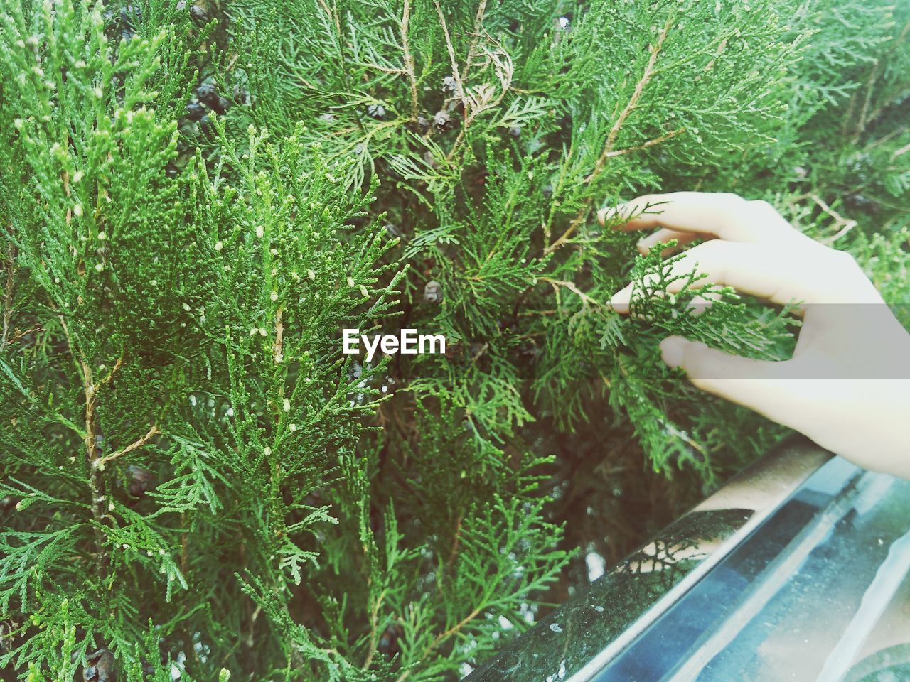 WOMAN HAND BY PLANTS