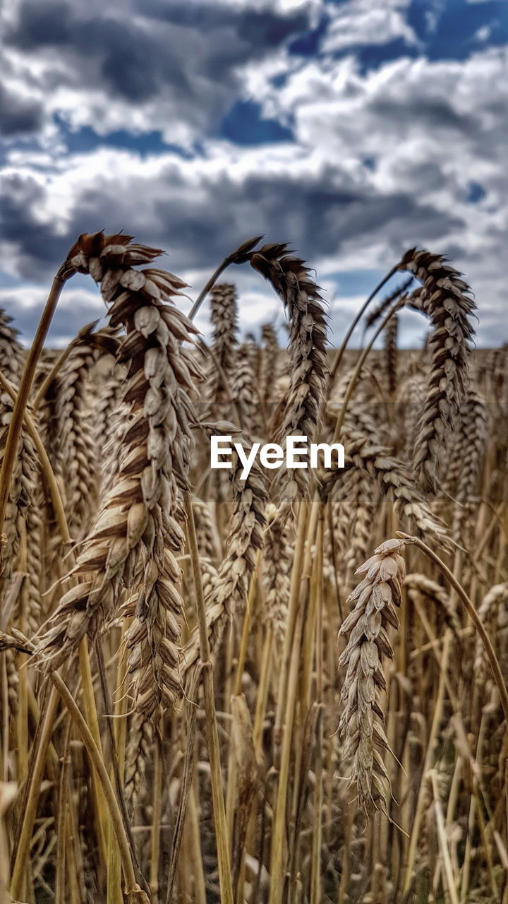 WHEAT GROWING IN FIELD AGAINST SKY