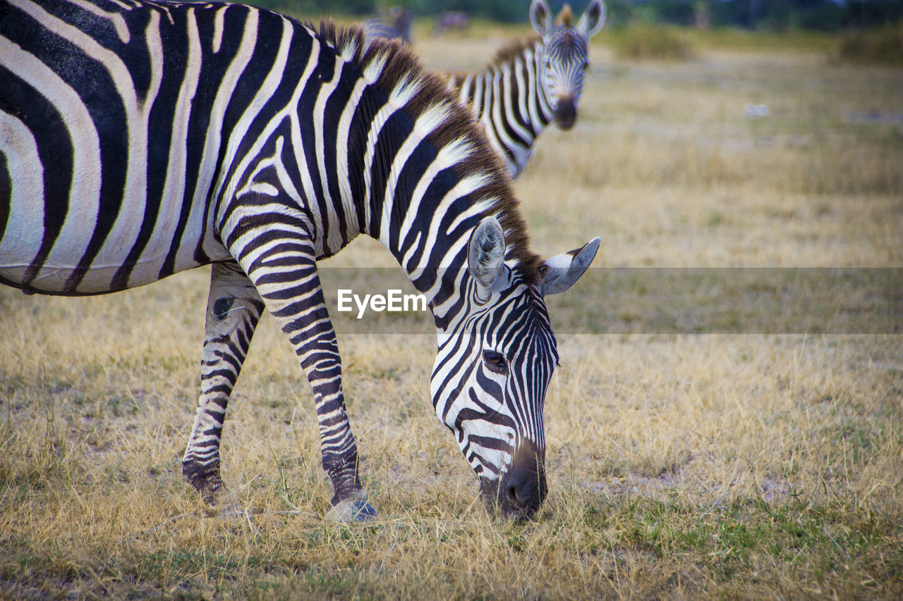 ZEBRAS STANDING IN FIELD