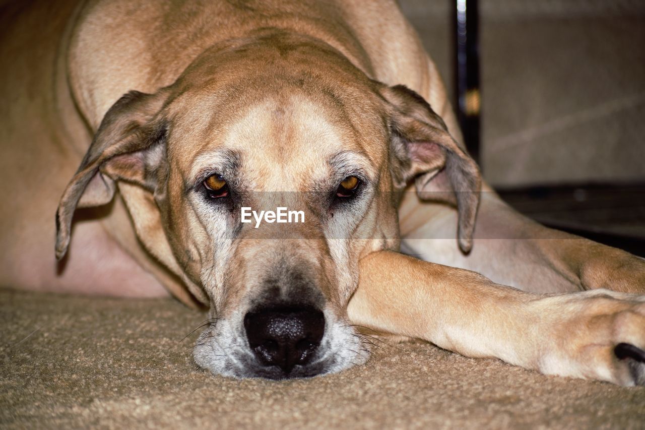 CLOSE-UP PORTRAIT OF DOG LYING DOWN ON FLOOR