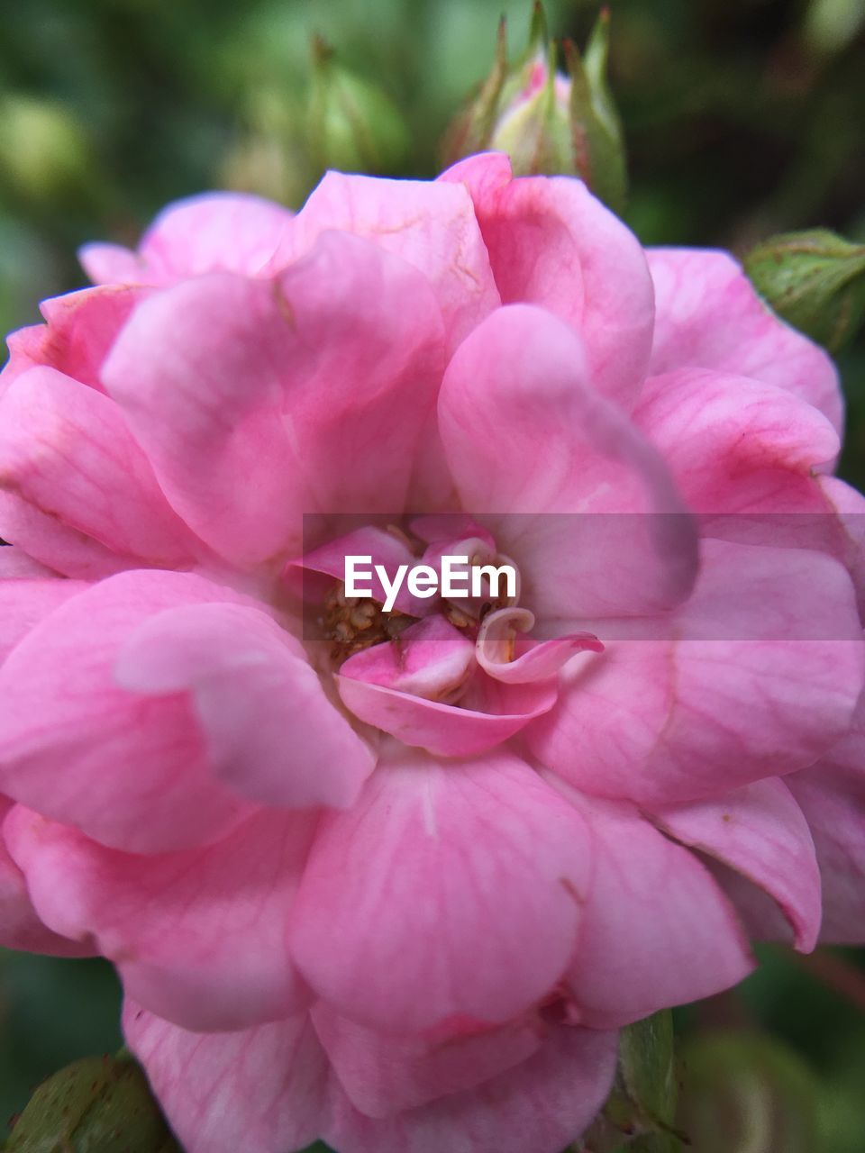 Close-up of pink flowers blooming outdoors