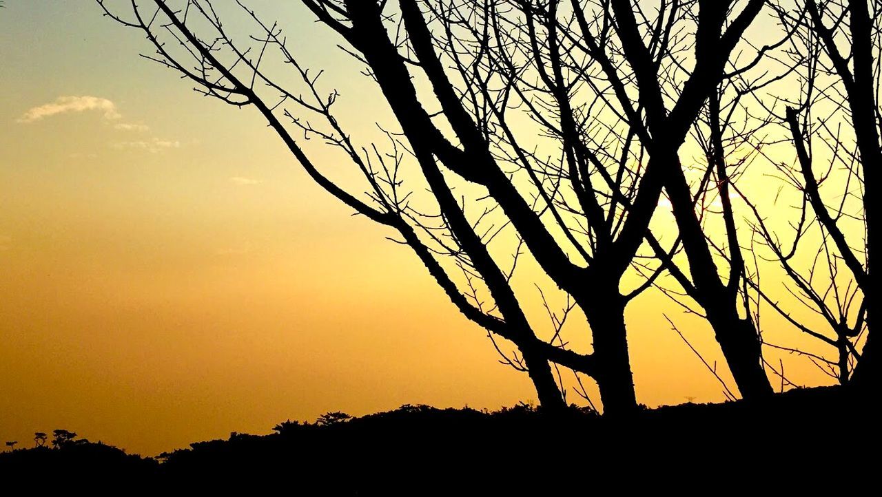 SILHOUETTE TREES AGAINST SKY AT SUNSET