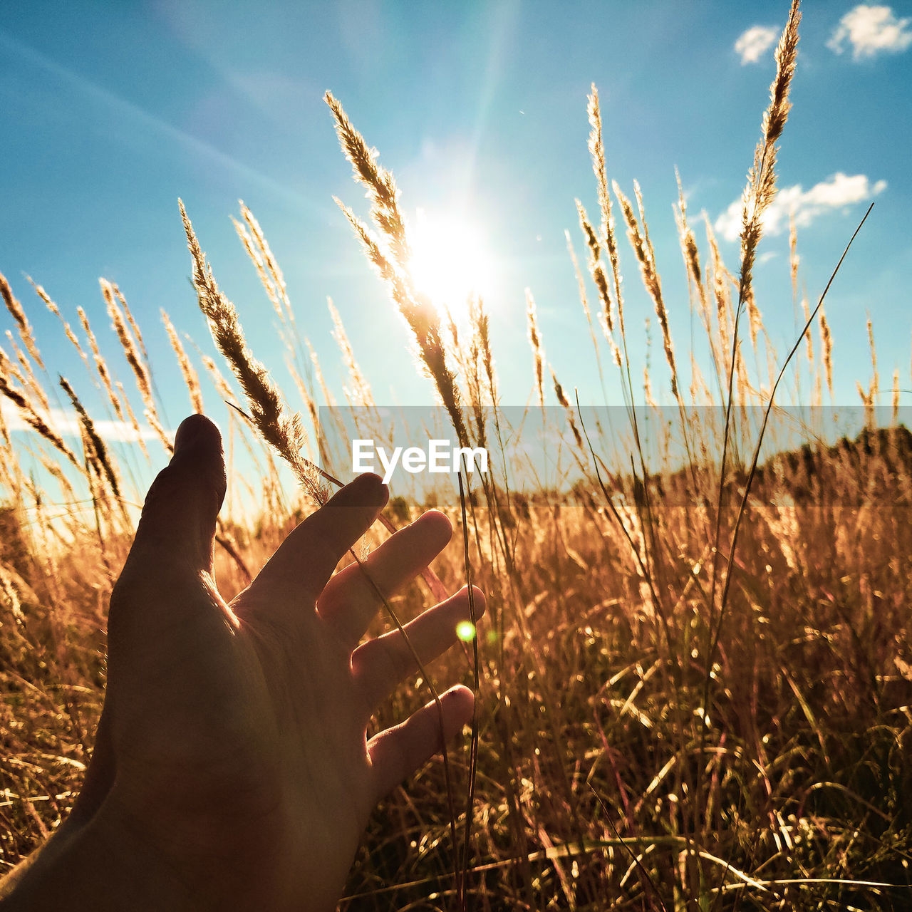 Cropped hand touching dried plants on field during sunny day