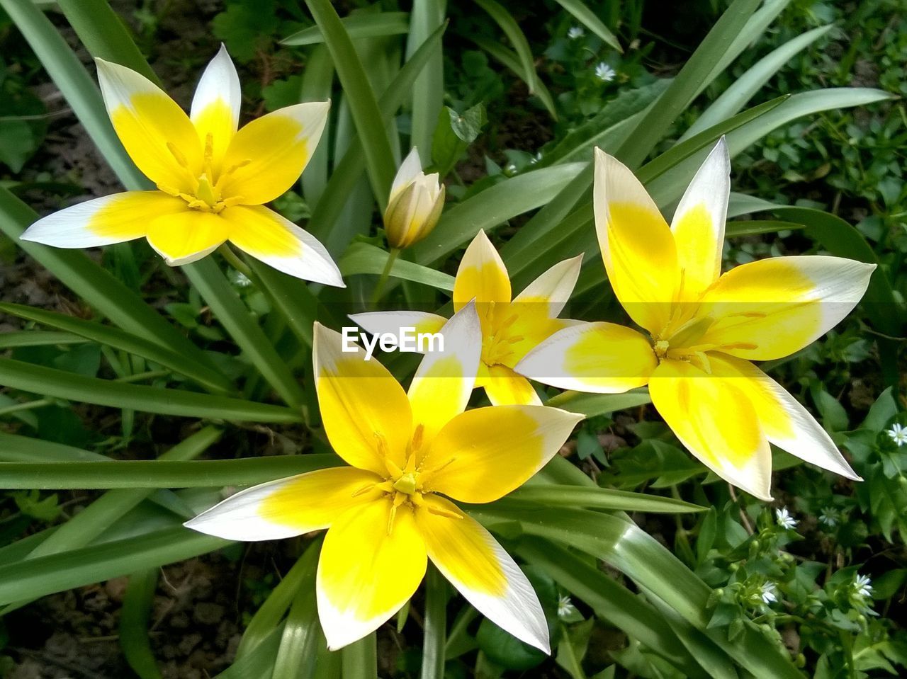 Close-up of yellow flowers