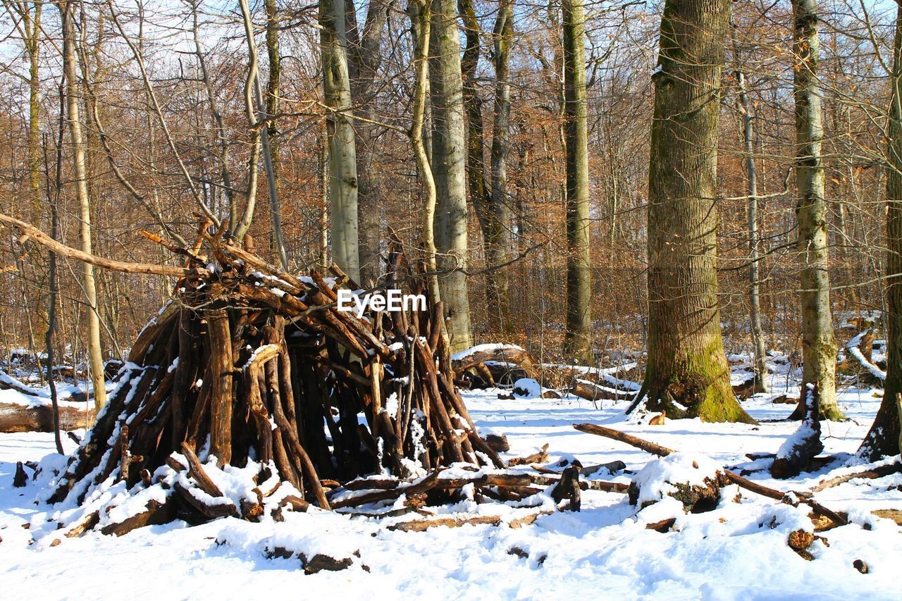 Trees in snow covered forest