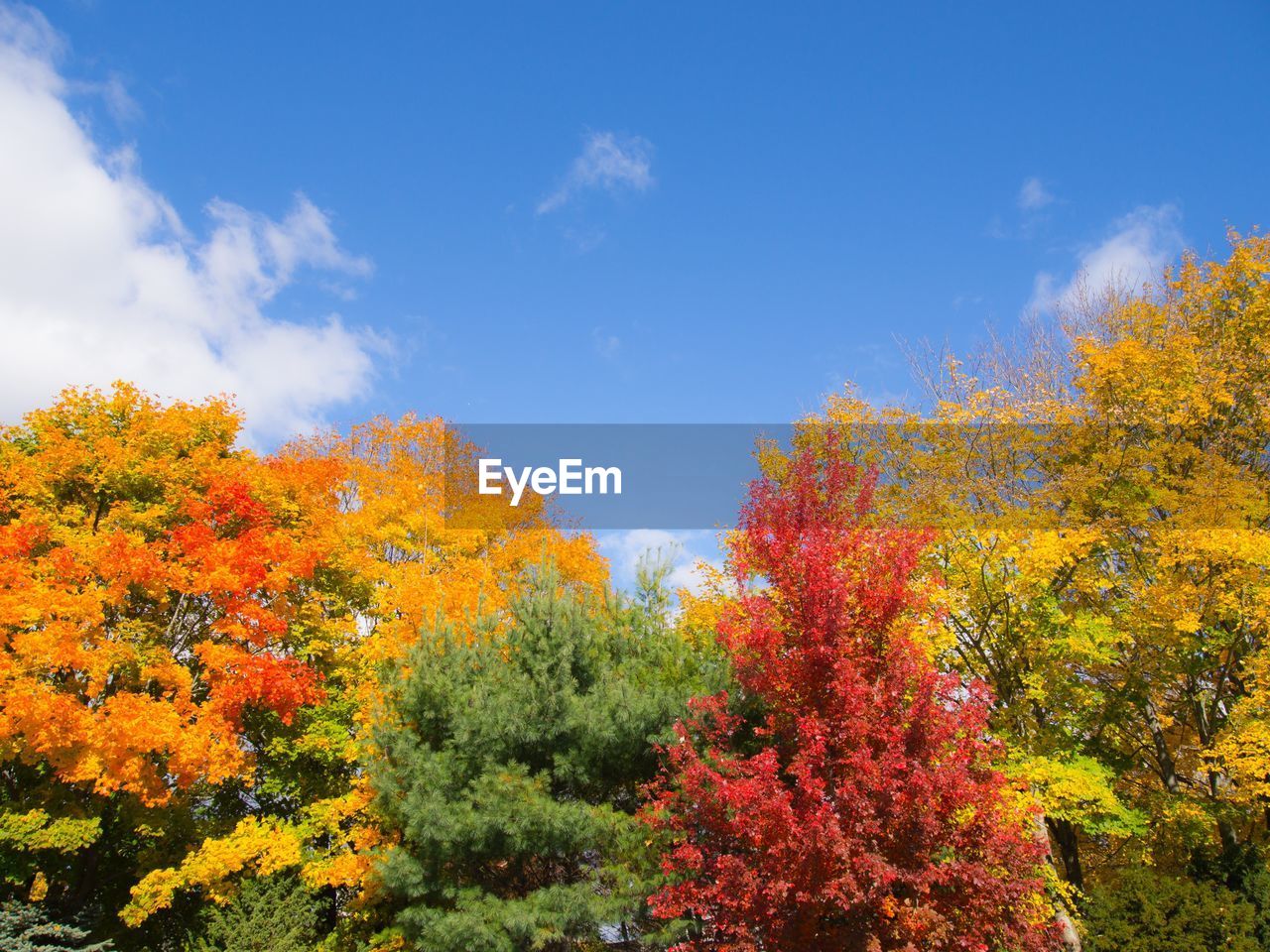 Low angle view of autumn trees against sky