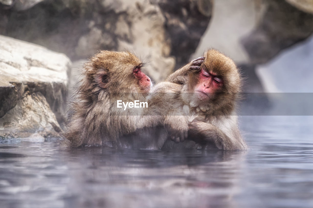 Snow monkeys, japanese macaque, relaxing by the hot spring water in jigokudani monkey park, japan.