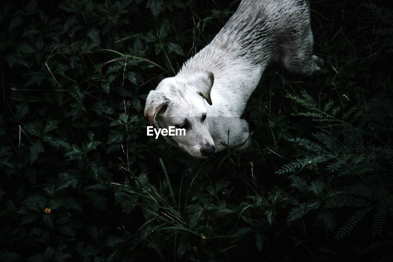 High angle view of dog in grass