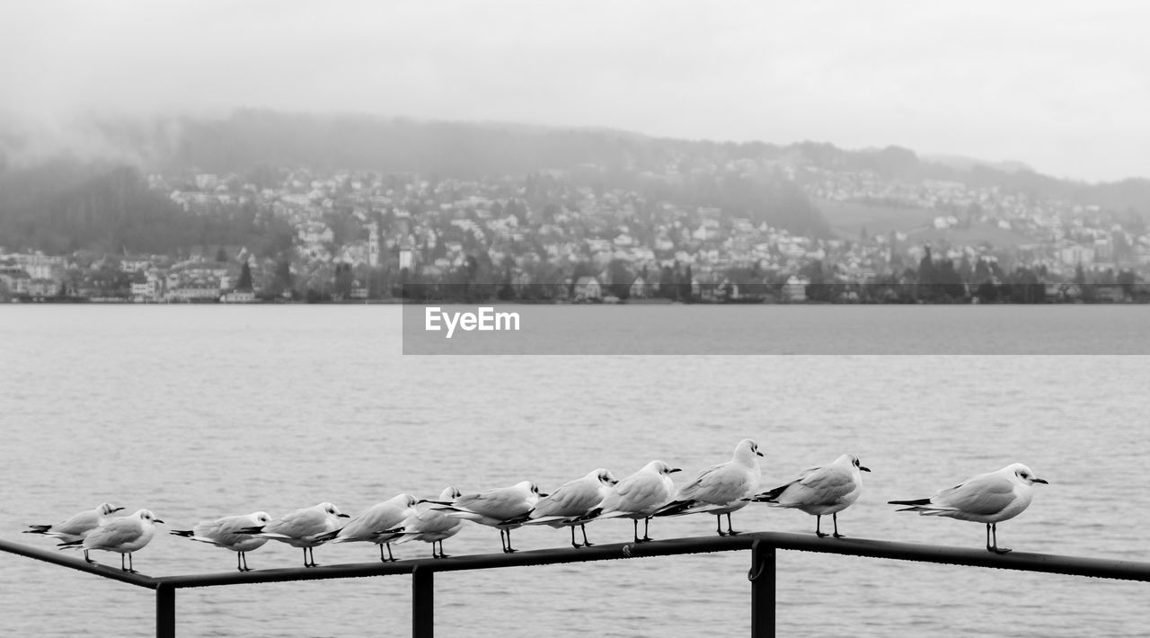 Seagulls perching on railing by lake against sky