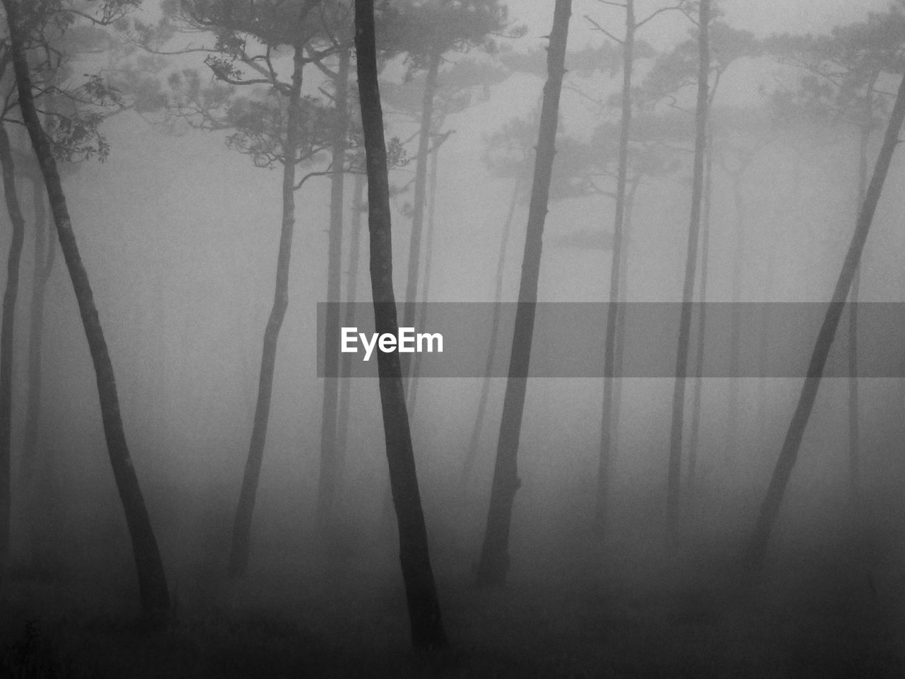 SCENIC VIEW OF FOREST DURING WINTER