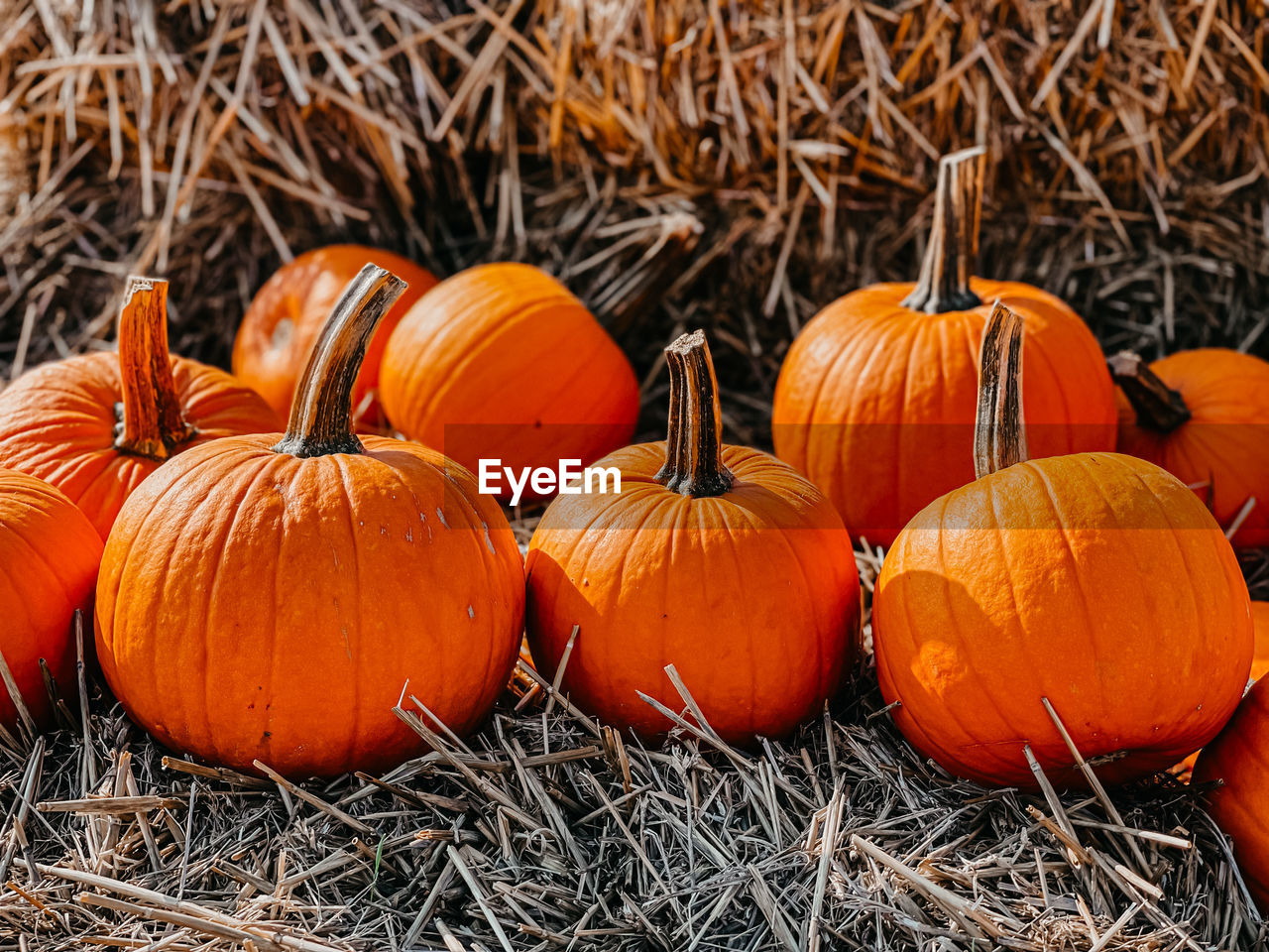 View of pumpkins on hay stack