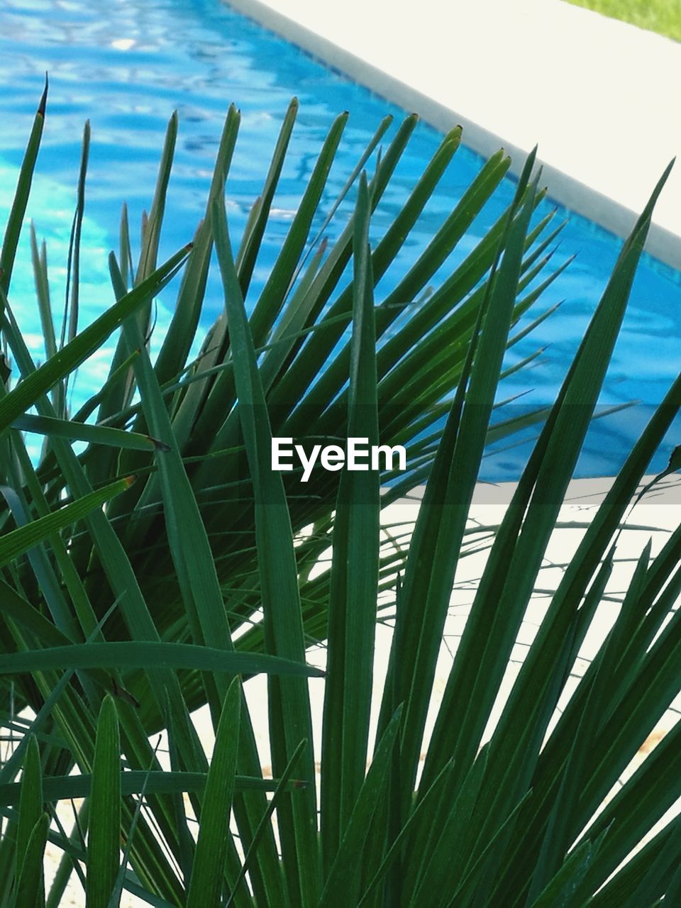 CLOSE-UP OF PALM TREE AGAINST SEA