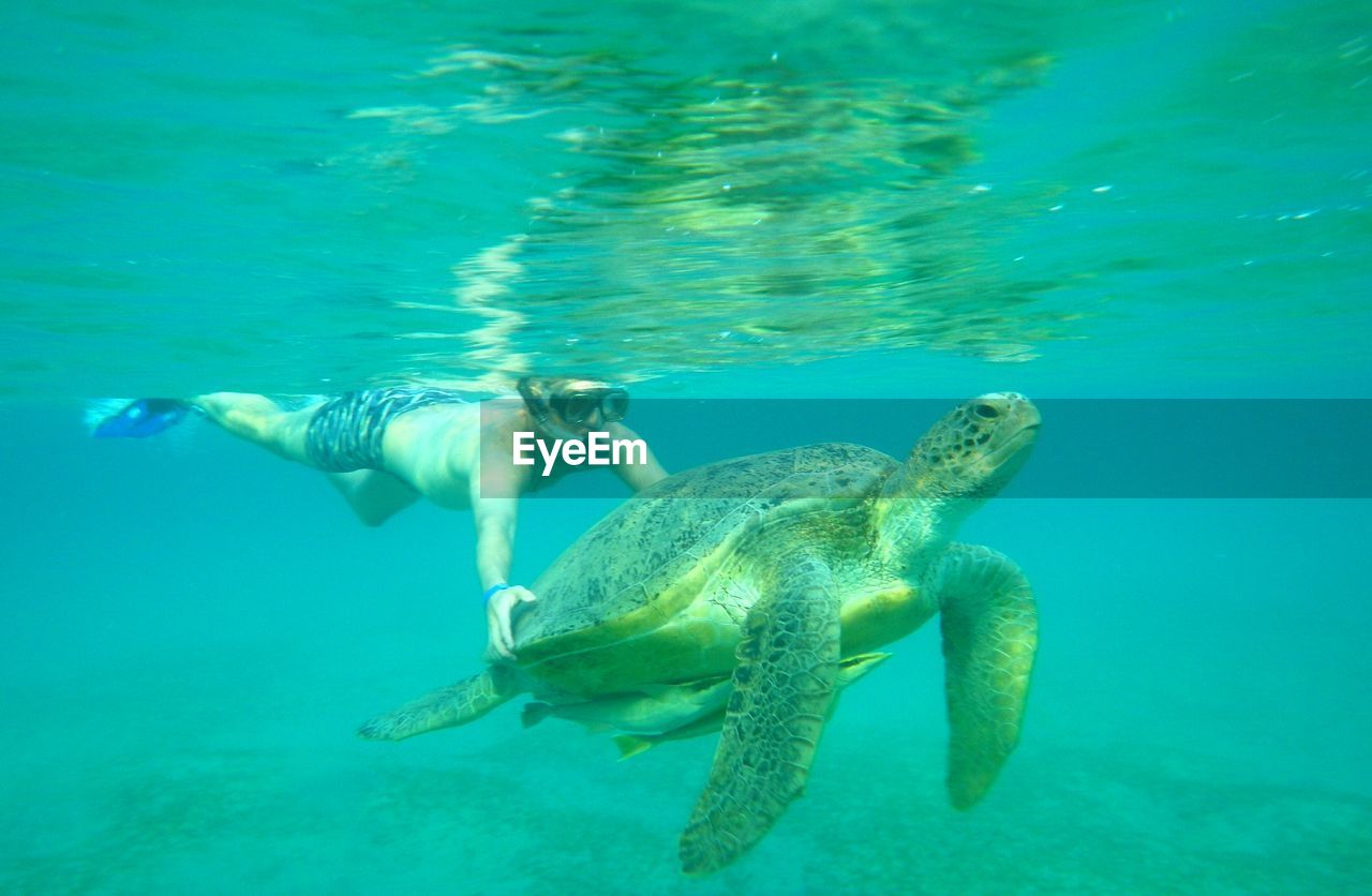 Man swimming in sea with turtle