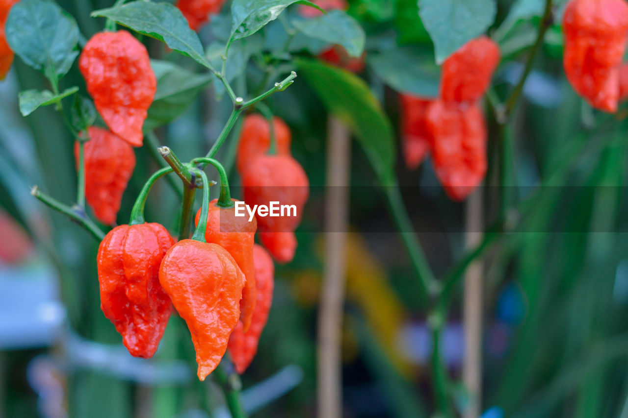 Close up bhut jolokia in garden. ghost chili pepper very hot in the world.