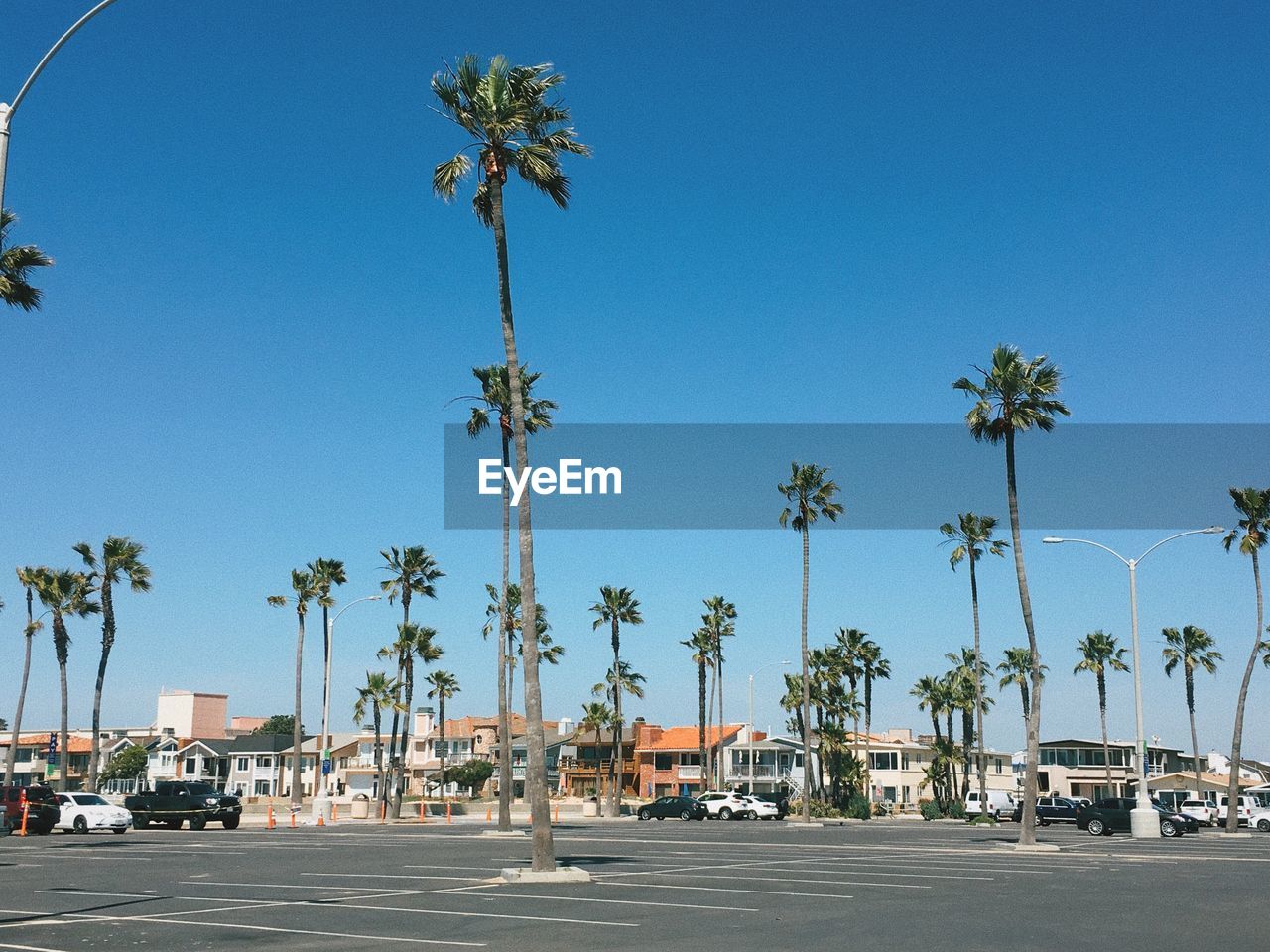 Palm trees against clear sky