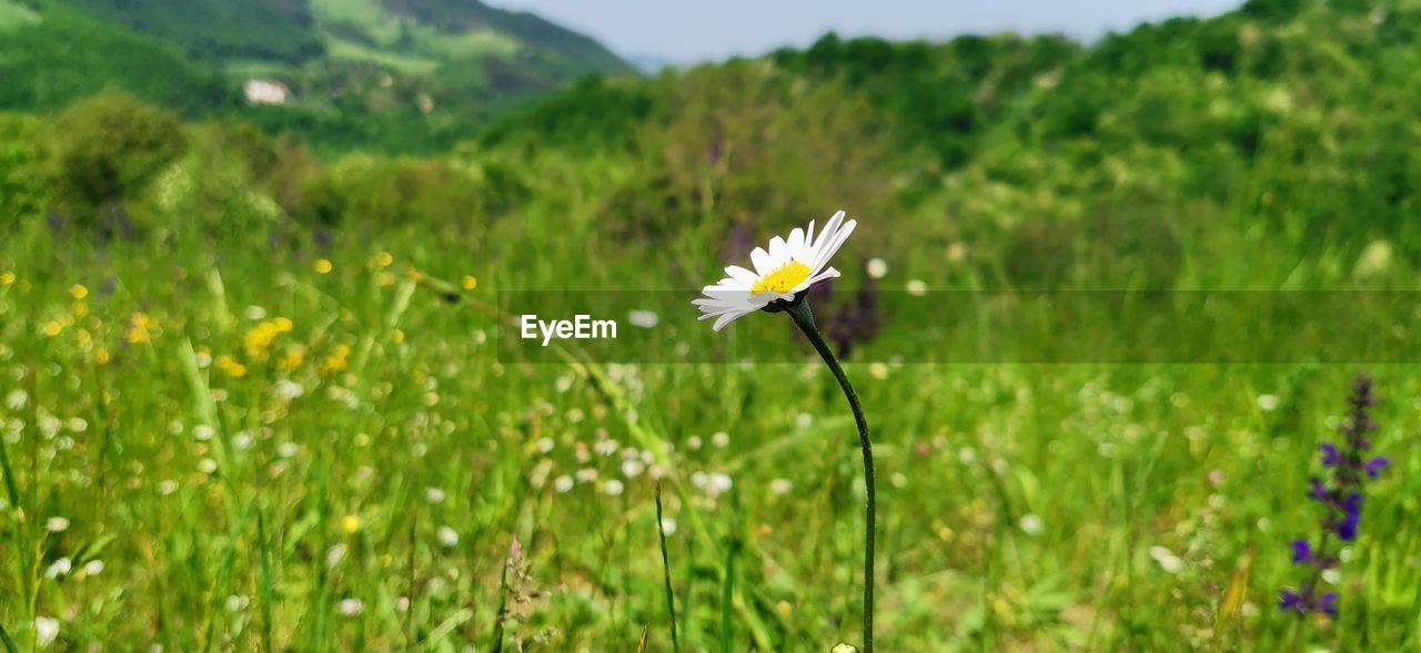 plant, flower, flowering plant, meadow, grassland, field, beauty in nature, natural environment, grass, prairie, nature, freshness, green, growth, fragility, land, lawn, environment, wildflower, flower head, no people, focus on foreground, landscape, petal, close-up, yellow, pasture, springtime, inflorescence, day, outdoors, plain, daisy, sky, mountain, rural scene, scenics - nature, tranquility, summer, blossom, sunlight, selective focus, animal wildlife, animal
