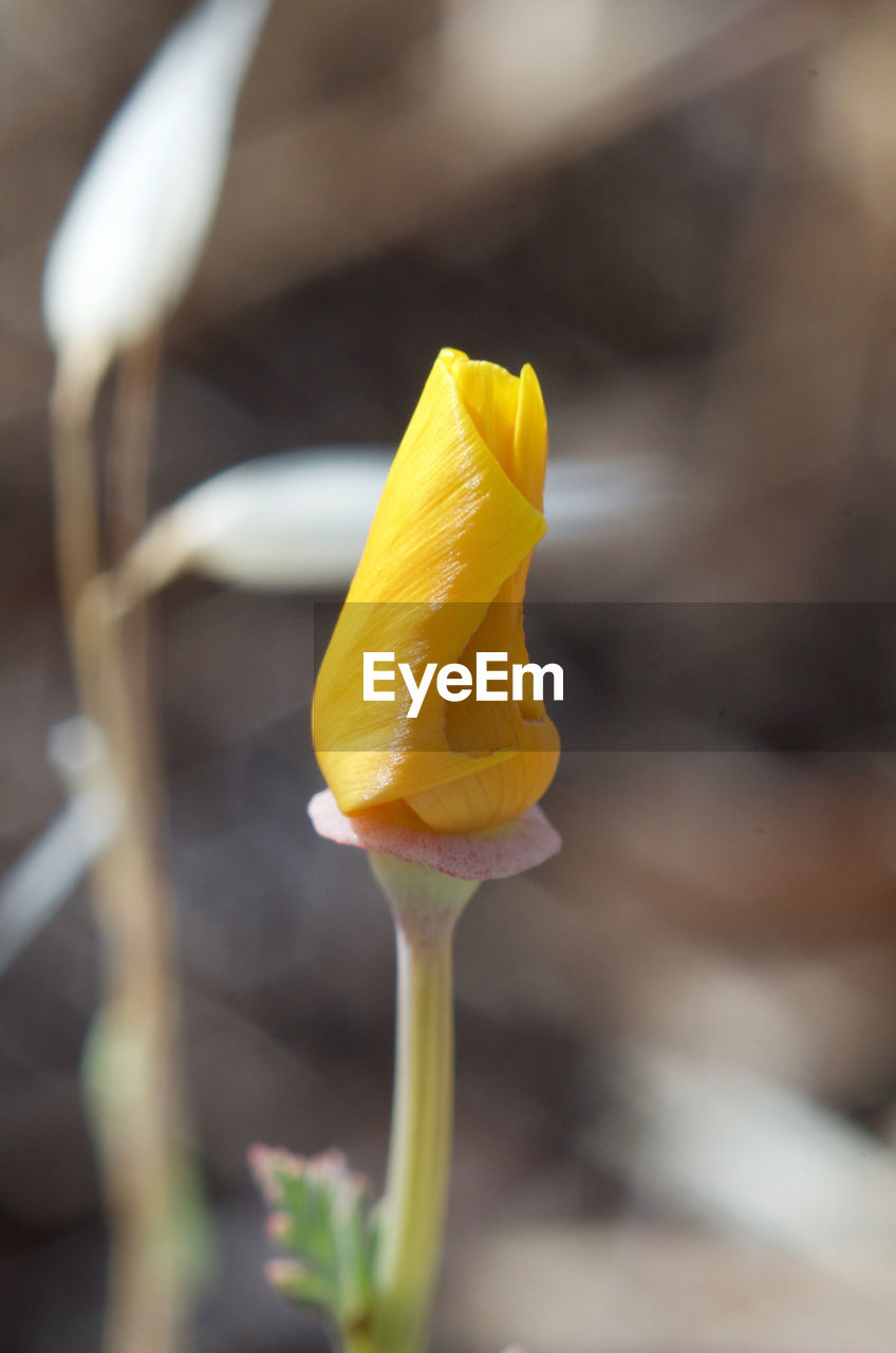 Close-up of yellow flower bud