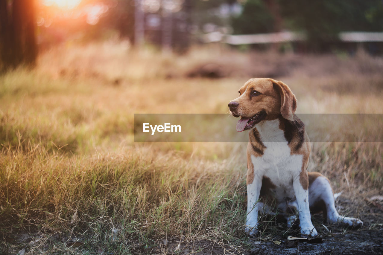 DOG LOOKING AWAY ON GRASS