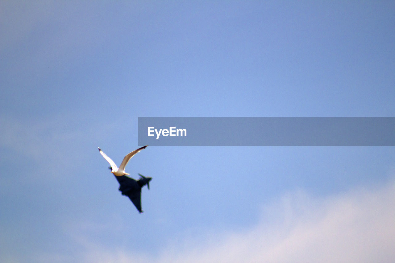 LOW ANGLE VIEW OF BIRDS FLYING