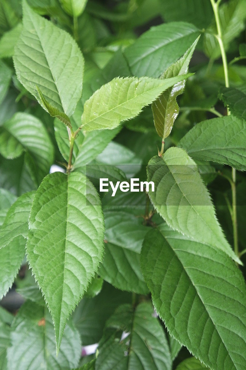 leaf, plant part, plant, green, growth, nature, food and drink, close-up, herb, food, leaf vein, flower, backgrounds, no people, beauty in nature, tree, outdoors, full frame, medicine, day, freshness, healthcare and medicine, botany, shrub, produce, agriculture, herbal medicine, foliage, lush foliage