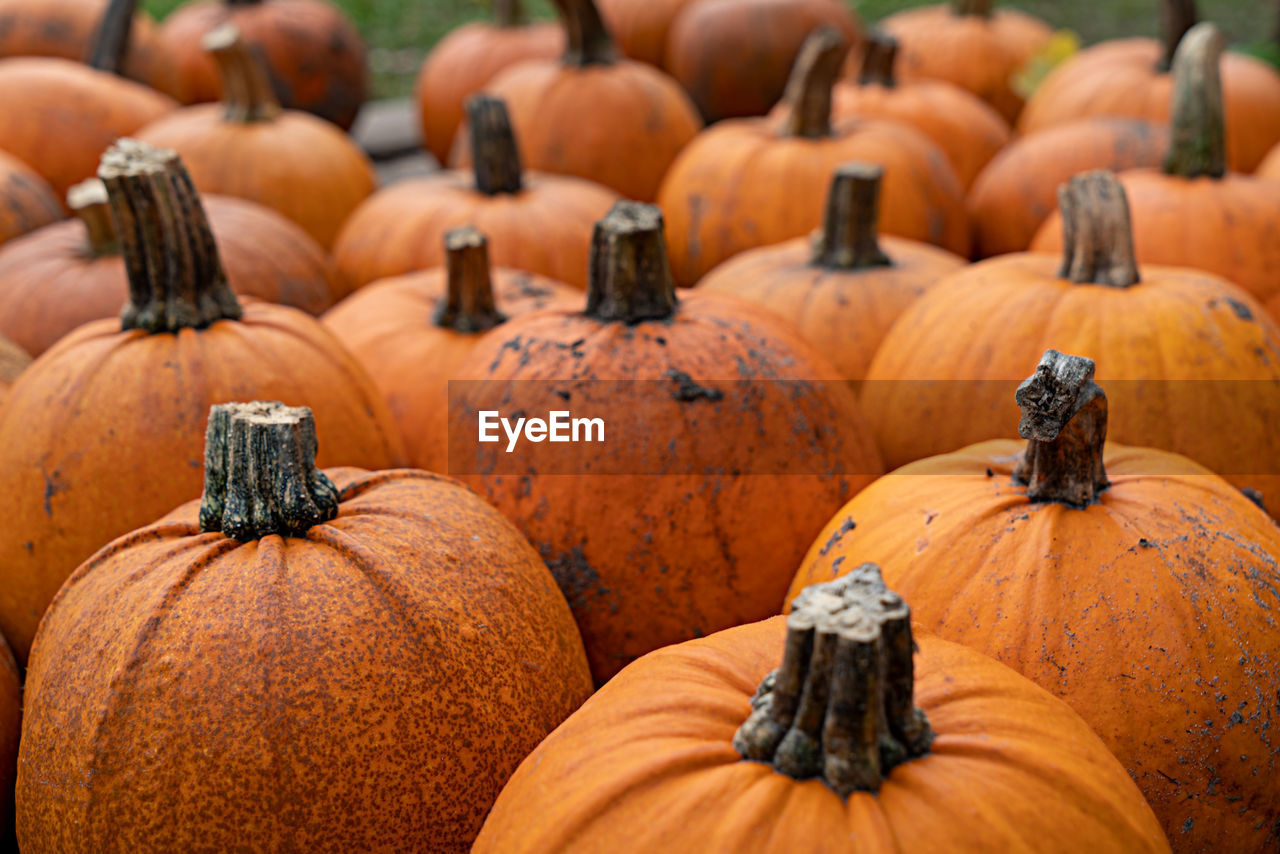 Close-up of pumpkin on pumpkins during autumn