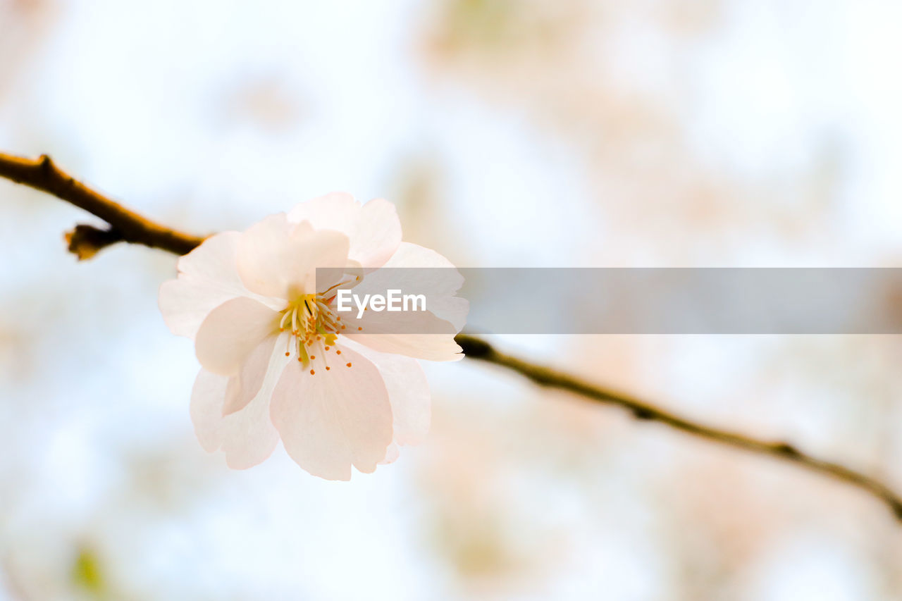 Close-up of white cherry blossoms in spring