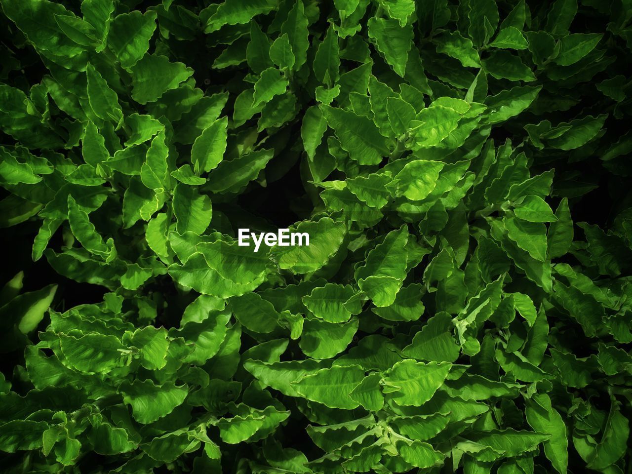 HIGH ANGLE VIEW OF GREEN LEAVES