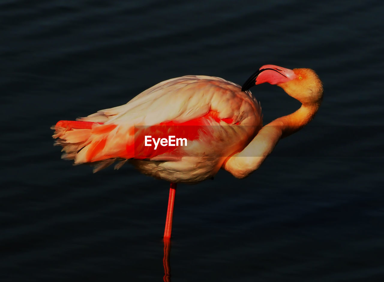 CLOSE-UP OF BIRD IN WATER