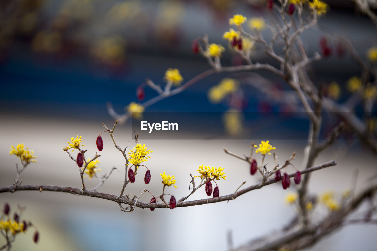 CLOSE-UP OF CHERRY BLOSSOM ON BRANCH