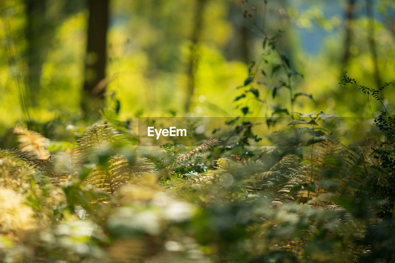 Close-up of plants growing in the forest