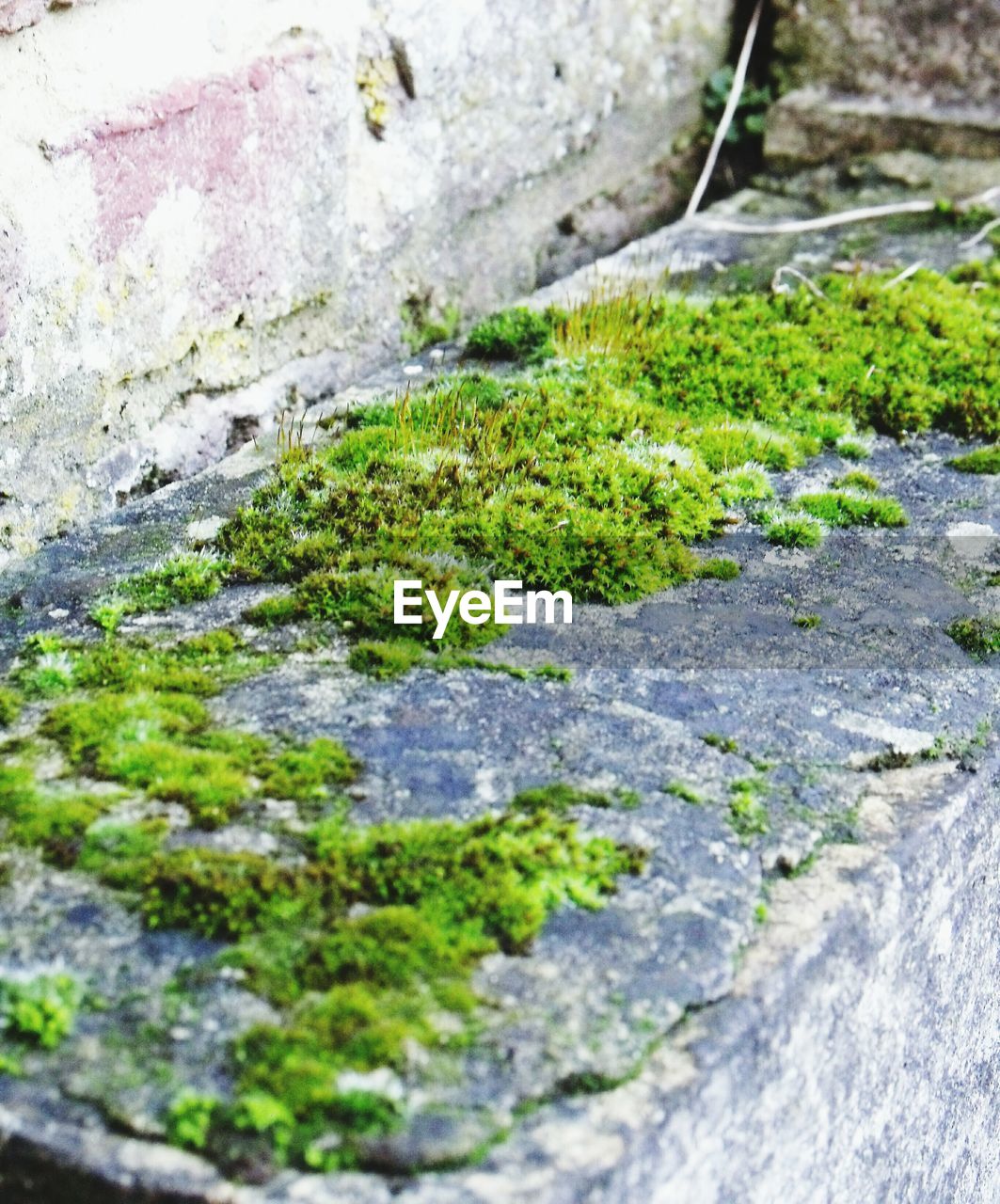 CLOSE-UP VIEW OF PLANTS