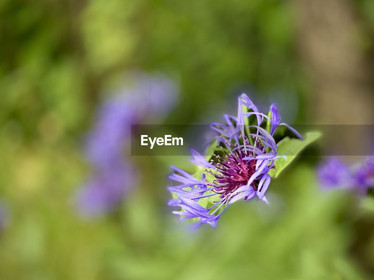 CLOSE-UP OF PURPLE FLOWER PLANT