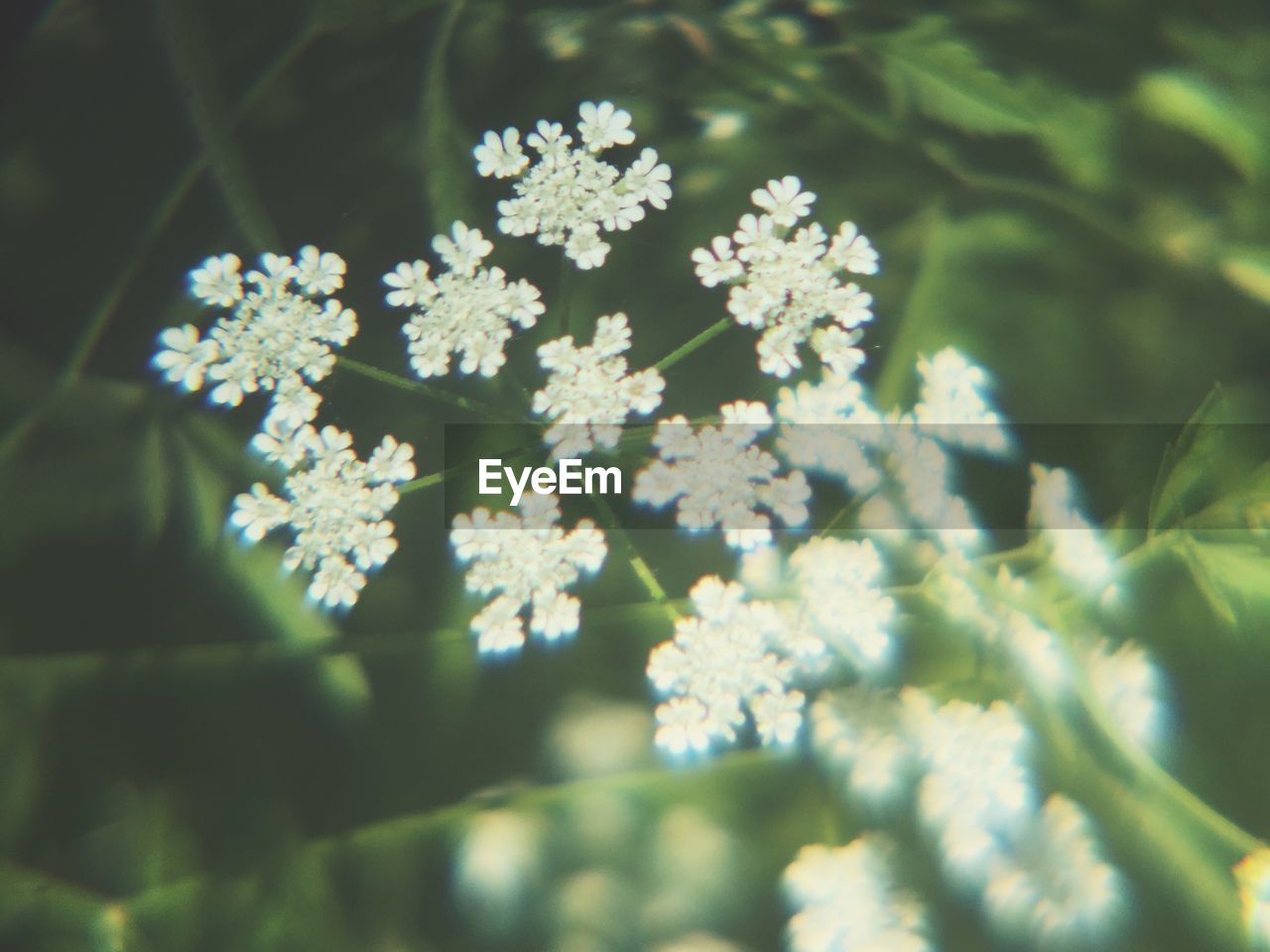 Close-up of white cow parsley