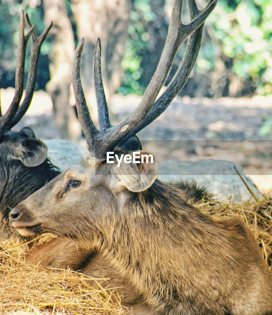 CLOSE-UP OF DEER