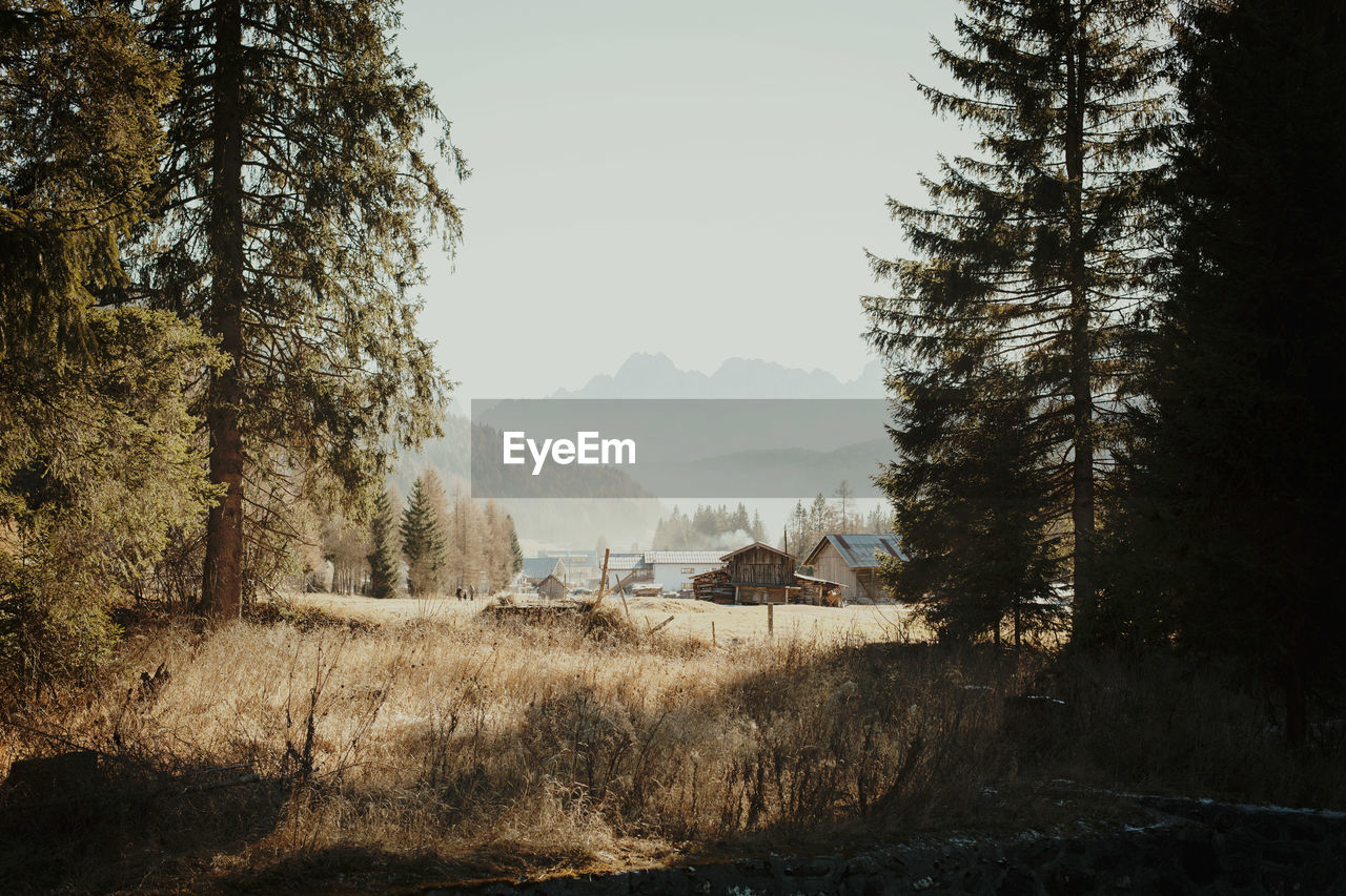 Trees and houses on field against clear sky